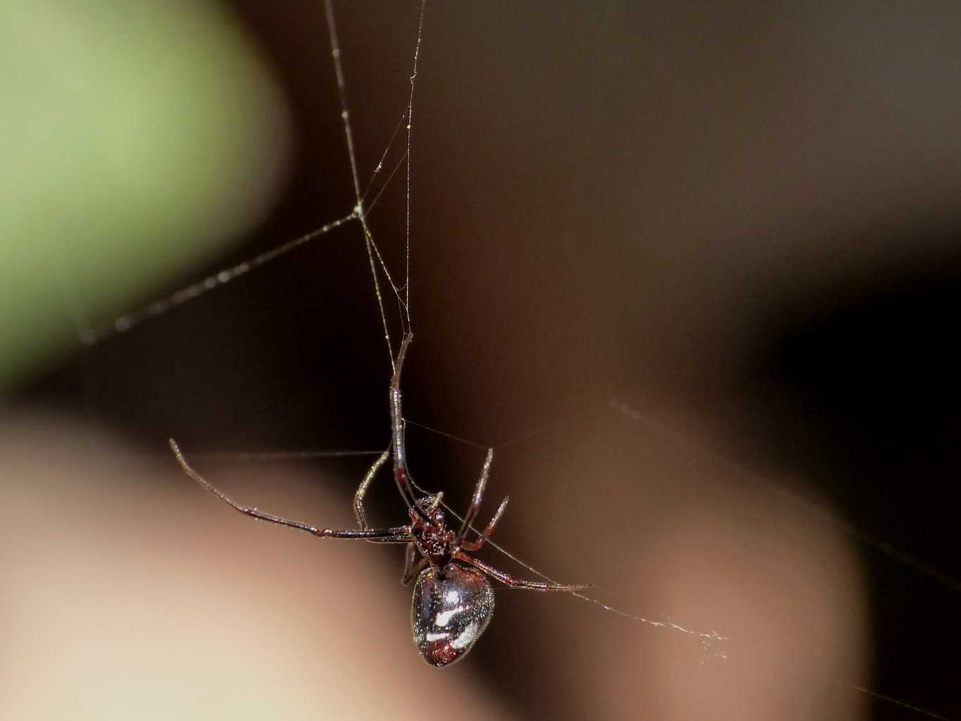 Gli astuti Argyrodes
